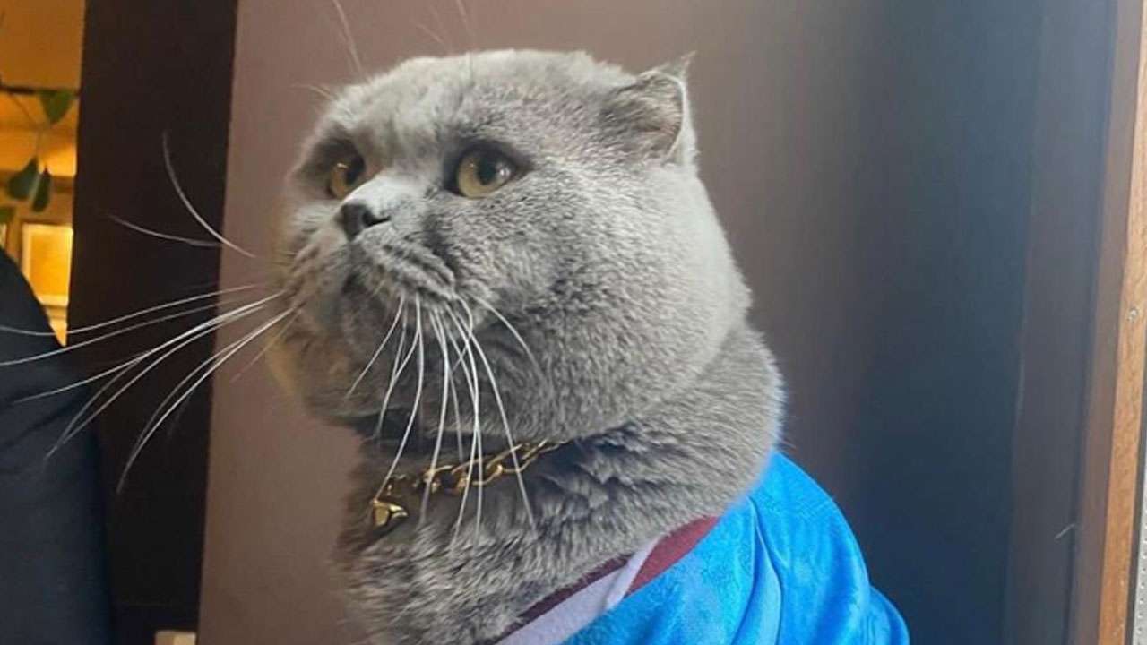 Trabzonspor sevdalısı kedi Tom için arama seferberliği