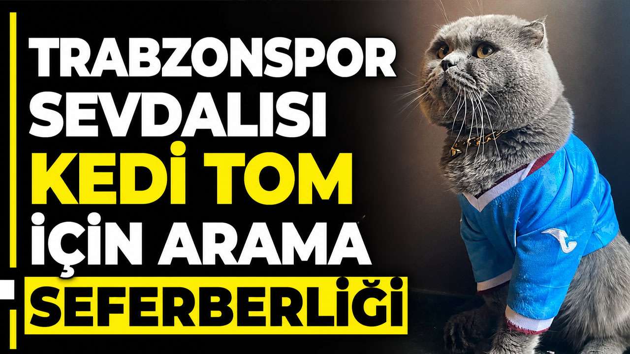 Trabzonspor sevdalısı kedi Tom için arama seferberliği