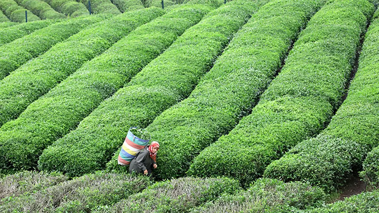Rize'de çayın geleceğini değiştirecek yatırım