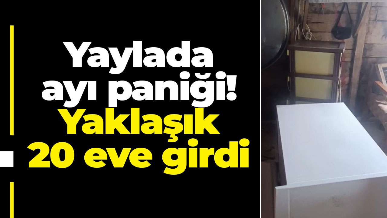 Rize'de yaylada ayı paniği! Yaklaşık 20 eve girdi