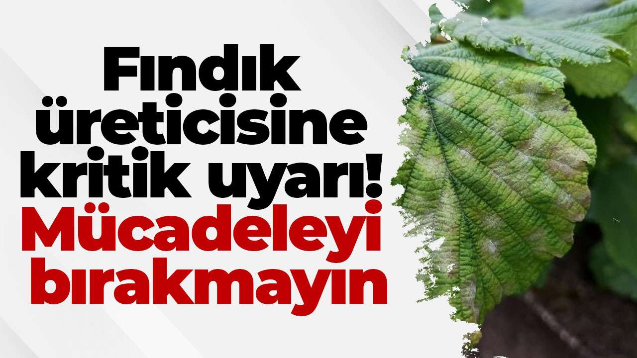 Fındık üreticisine kritik uyarı: Mücadeleyi bırakmayın