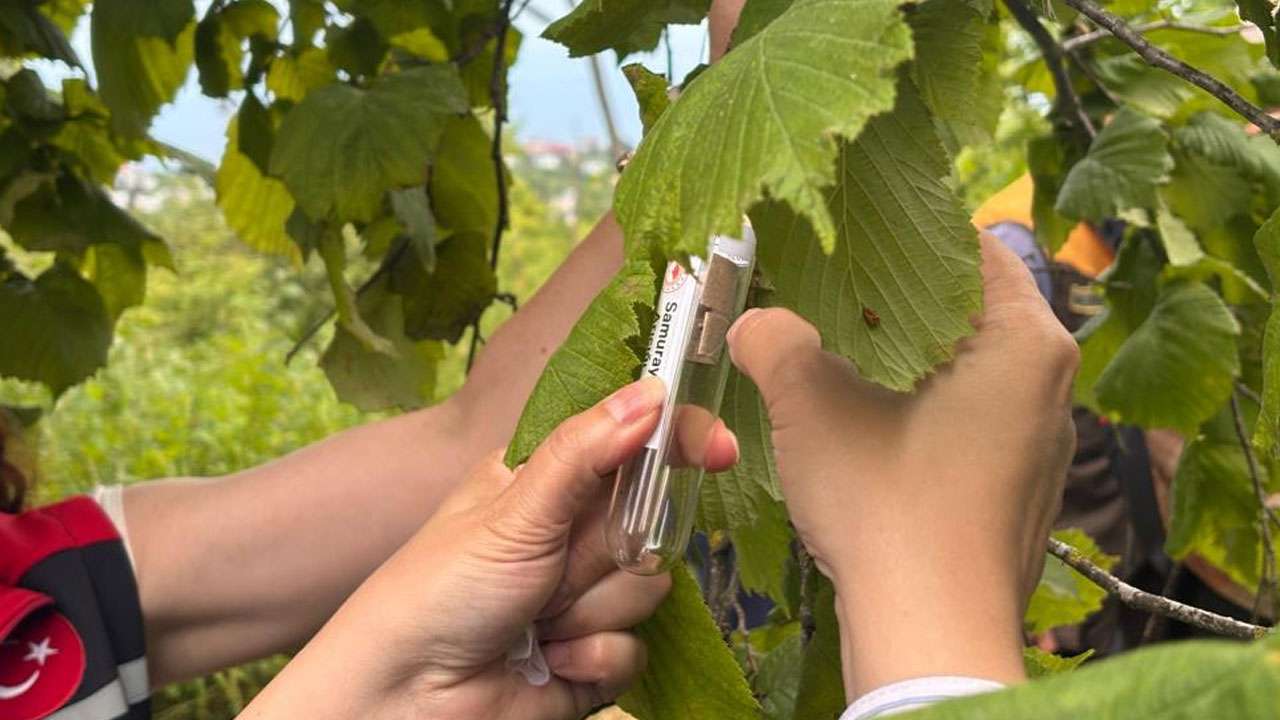 Trabzon'da kahverengi kokarcaya karşı 140 bin Samuray Arısı doğaya salınacak