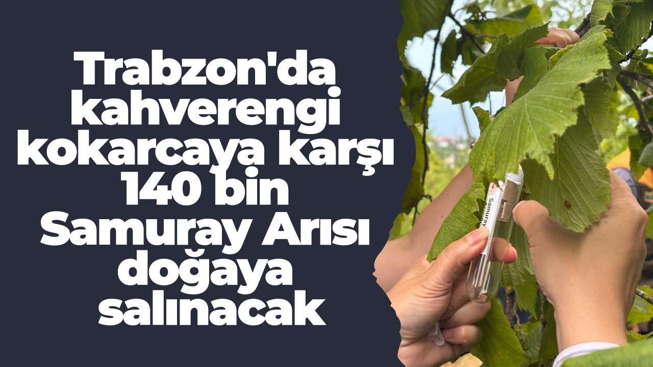 Trabzon'da kahverengi kokarcaya karşı 140 bin Samuray Arısı doğaya salınacak