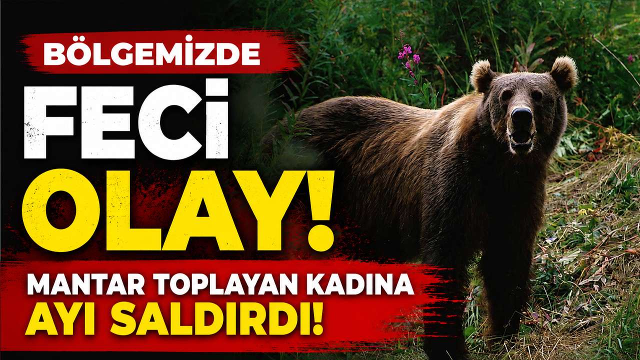 Bölgemizde feci olay! Mantar toplayan kadına ayı saldırdı