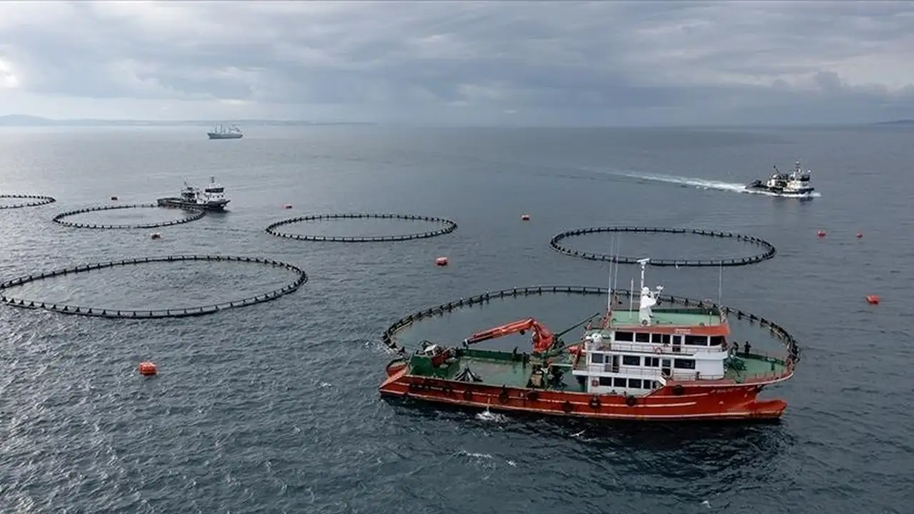 Doğu Karadeniz'den 5 Ayda 73,7 milyon dolarlık su ürünleri ihracatı