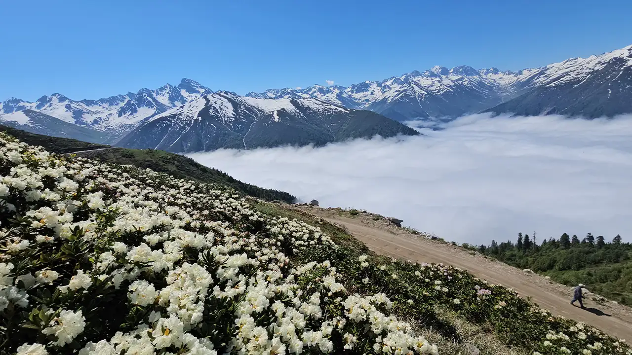 Rize'de Kaçkar Yaylaları çiçekler ve sis denizine büründü