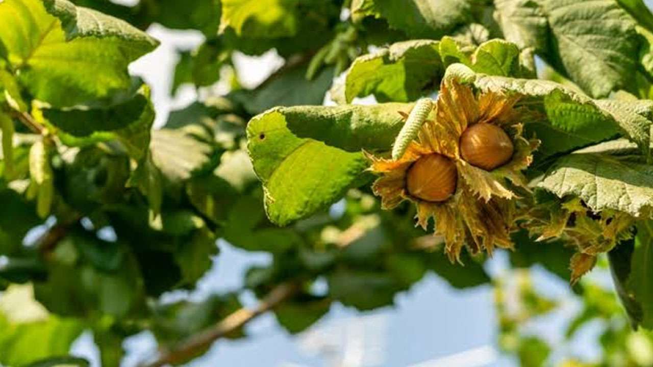 Trabzon'da fındık fiyatları belli oldu! Serbest piyasada son durum