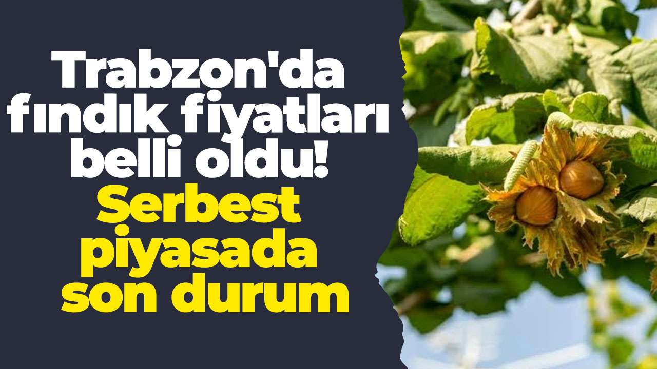 Trabzon'da fındık fiyatları belli oldu! Serbest piyasada son durum