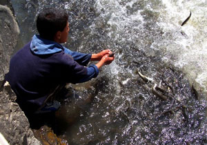 Trabzon'da balıkçılık eylemi!