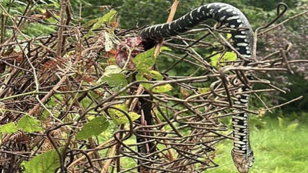 Trabzon'da dev yılan paniği! Mahalleyi ayağa kaldırdı