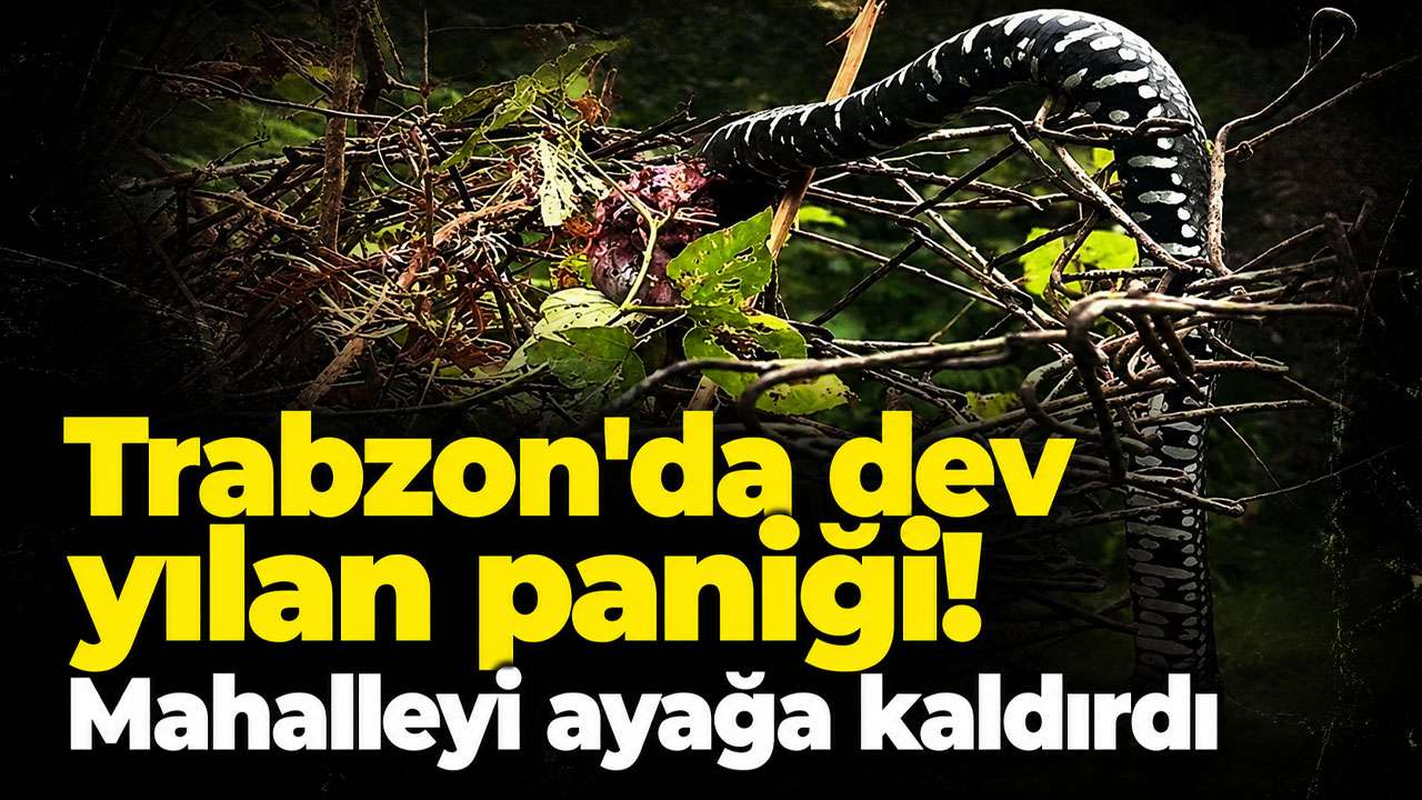 Trabzon'da dev yılan paniği! Mahalleyi ayağa kaldırdı