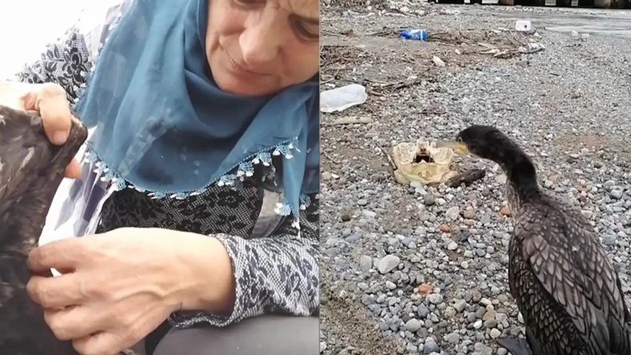 Trabzon'da yaralı karabatağı kurtardı: O anlar kameraya yansıdı