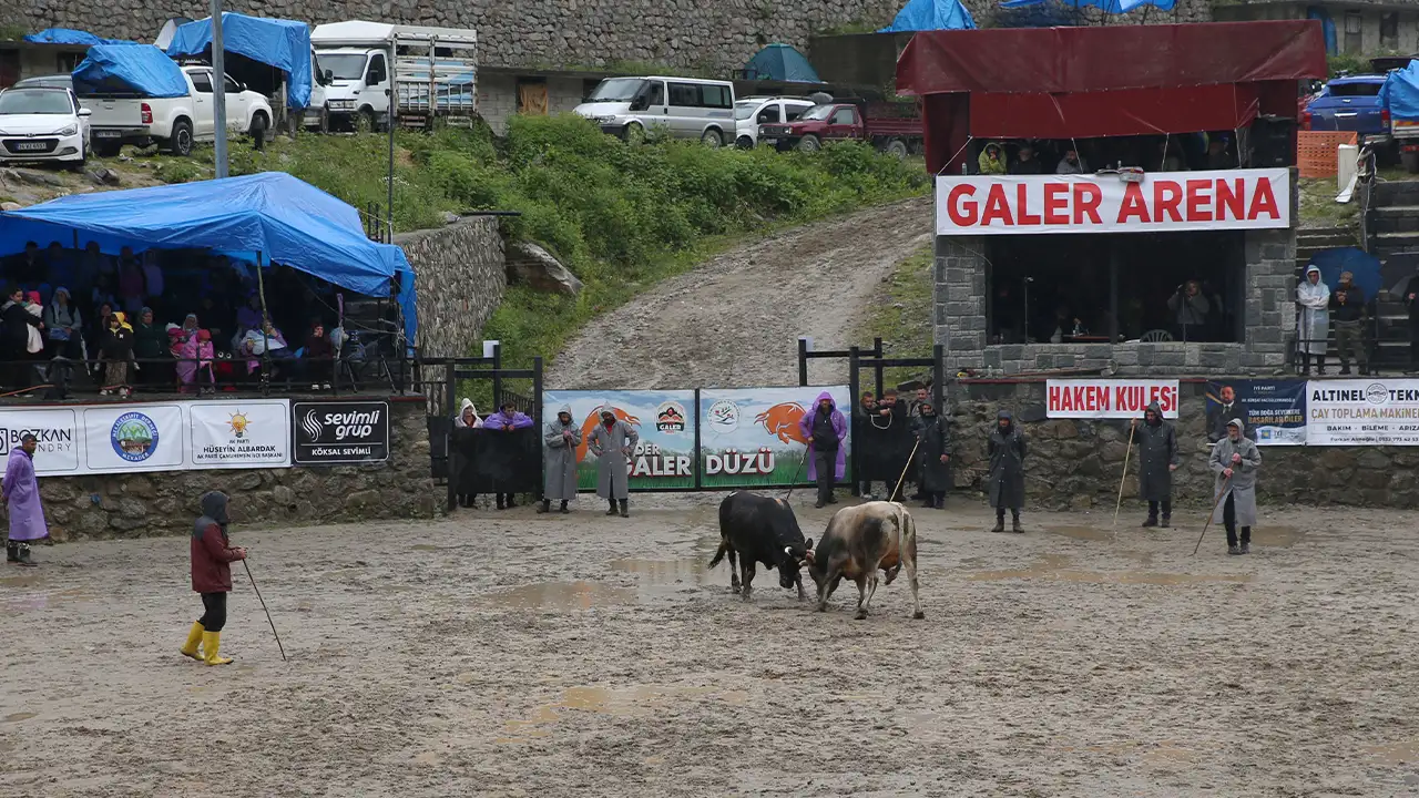 Ayder Yaylası'nda Boğa Güreşleri heyecanı başladı