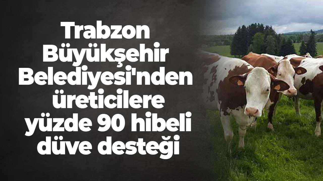 Trabzon Büyükşehir Belediyesi'nden üreticilere yüzde 90 hibeli düve desteği