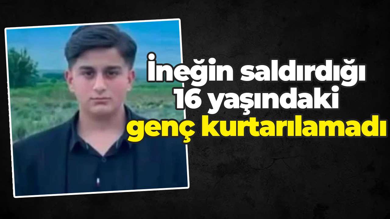 İneğin saldırdığı 16 yaşındaki genç kurtarılamadı