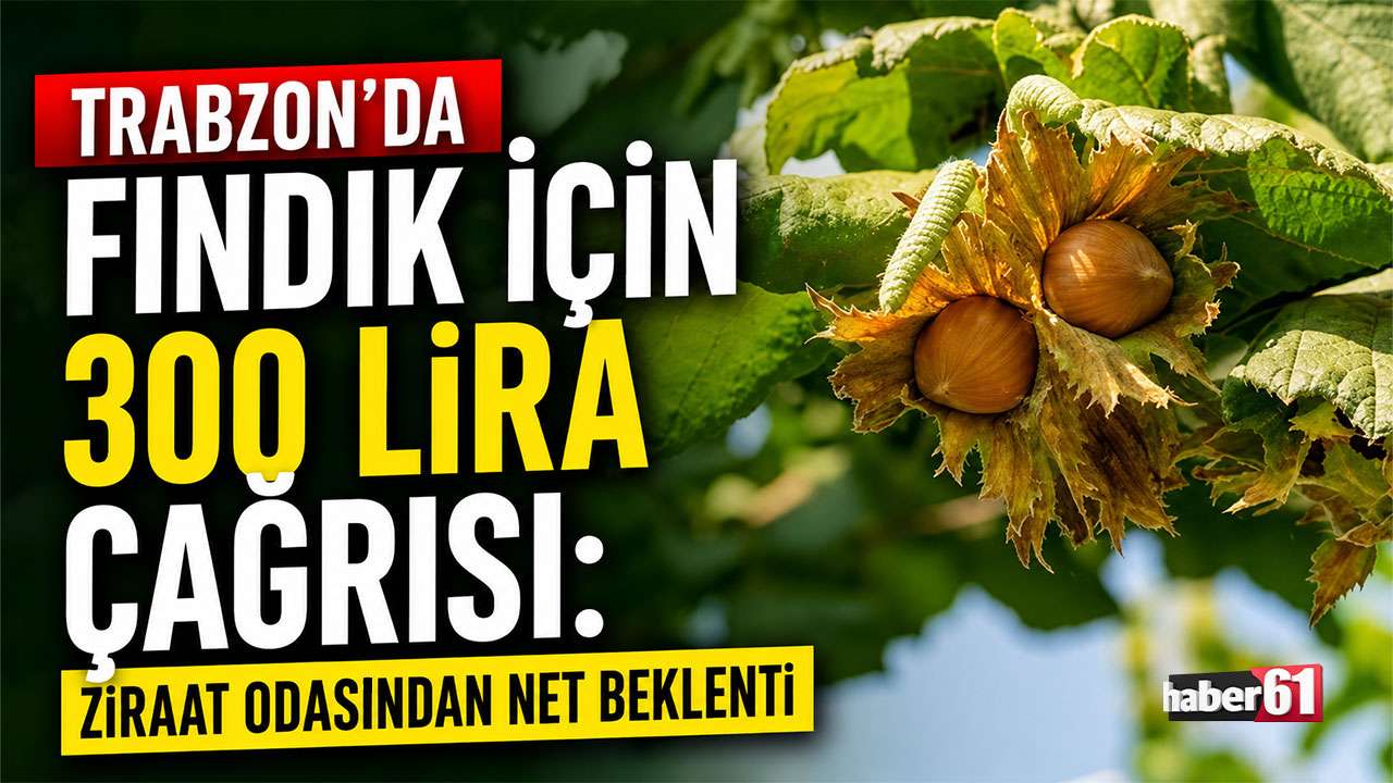 Trabzon’da fındık için 300 lira çağrısı: Ziraat Odasından net beklenti
