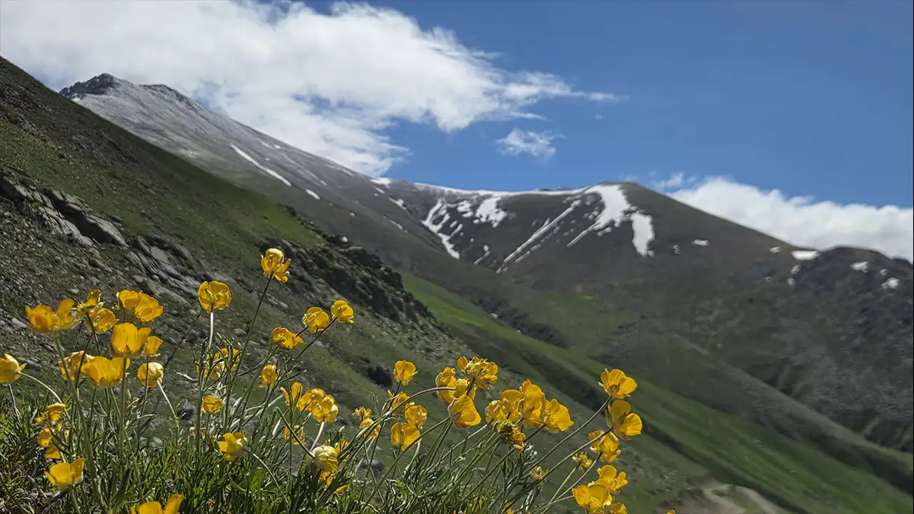 Artvin'de Kaçkar Yaylaları çiçek açtı! Zirveler hâlâ karla kaplı