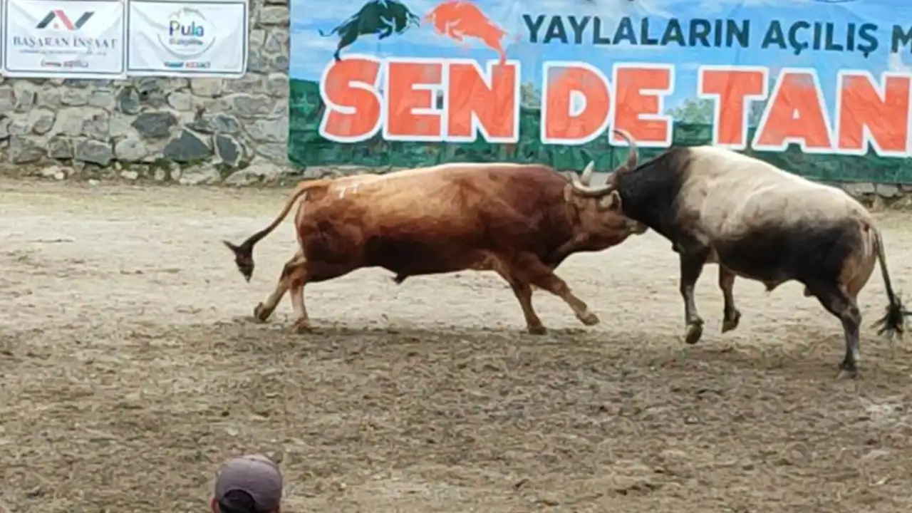 Ayder Yaylası'nda boğa güreşleri nefes kesti! Arena yine doldu taştı