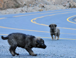 Zigana Dağında tehlikeli oyun!