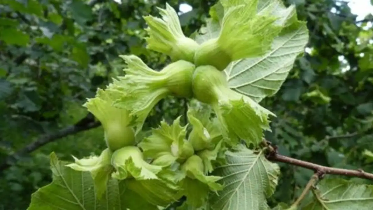 Giresun'da fındık için tarihi adım! Verim ve kalite artacak