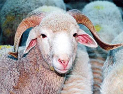 Düşünüyorum o halde kurtardım!