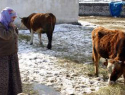 Rize'de şarbon karantinası!