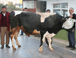 Samsun'da 20 bin TL'ye boğa!