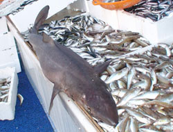 Hamsicilere Köpek balığı şoku!