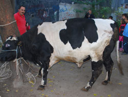 Ordu'da boğa görenleri şaşırttı