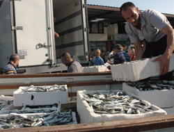 Sıcak hava ve bayram sonrası hamsi satışlarını düşürdü