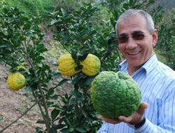 Kabak büyüklüğünde mandalina