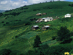 Karadeniz'deki bitkiler risk altında