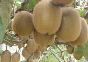 Ardeşen'de kivi hırsızlığı