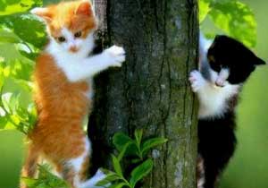 'Kedilerim olmadan yaşayamam'