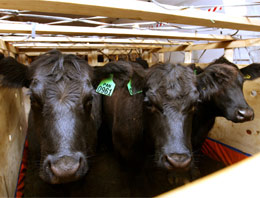 İnekler Gürcistan sınırını geçti