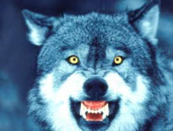 Rize'de aç kurtlar köylere indi