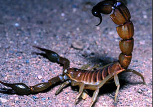 Uçak'ta akrep dehşeti