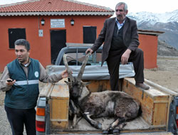Yaralı dağ keçisi kurtarılamadı