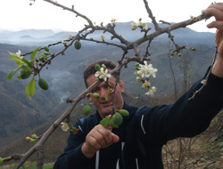 Arsin'de erik ağaçları meyve verdi