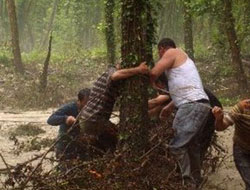 Trabzon'da yüzlerce ağaç kestiler