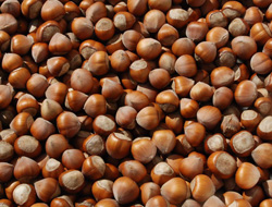 Fındığın Türkiye'ye getirdiği para