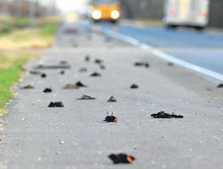 Bunlar kıyamet alâmetleri mi?