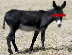 Hangisi daha hayvan(!)