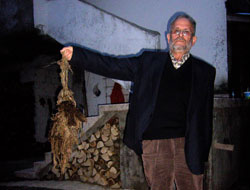 İneğin karnından 7 kilo ip çıktı