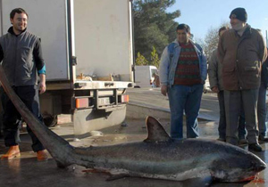 Köpek balığının kebabı kapışıldı