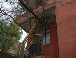 Dut ağacı evi nasıl deldi?