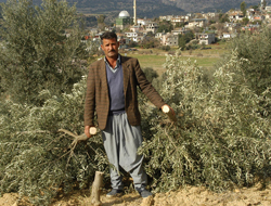 Ağaçlarımı da beni de kestiler!