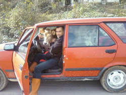 İneğini otomobiliyle taşıdı!