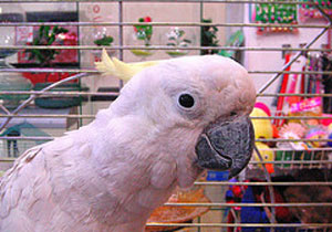 Dünya bu papağanı konuşuyor