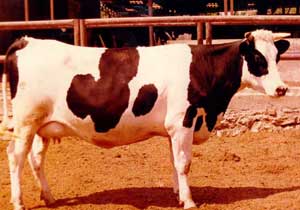 Günde 63,2 litre süt veriyor!